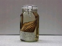 藏品(線紋刺尾鯛)的圖片